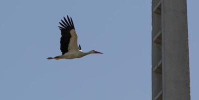 Störche fliegen in Aveiro, Portugal foto