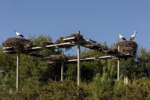 Storchenpaar in seinem Nest in Aveiro, Portugal foto