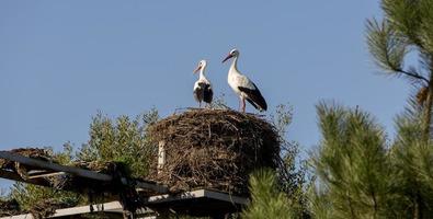 Storchenpaar in seinem Nest in Aveiro, Portugal foto