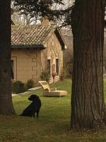 Ein Labrador-Hund hält das Haus in Madrid, Spanien foto