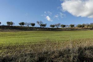 feld von olivenbäumen in den bergen von toledo, castilla la mancha, spanien foto