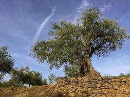 sehr alte Olivenbäume in Portugal foto