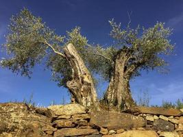 sehr alte Olivenbäume in Portugal foto