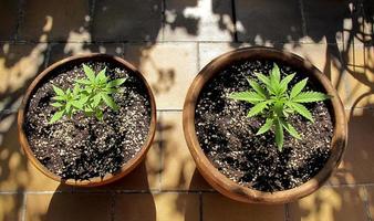 Cannabisanbau auf einer Terrasse in Madrid foto