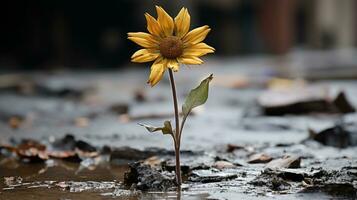 ein Single Sonnenblume wachsend aus von ein schlammig Pfütze generativ ai foto
