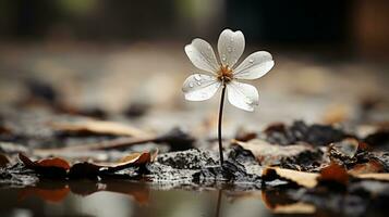 ein Single Weiß Blume ist Stehen im ein Pfütze von Wasser generativ ai foto