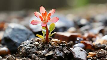 ein klein rot Blume wachsend aus von das Boden generativ ai foto