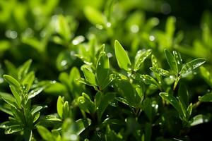 Grün üppig Gras auf ein sonnig Frühling Tag. ai generativ foto