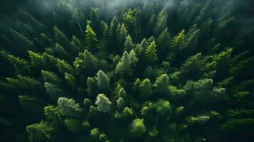 hochfliegend über sonnendurchflutet Wald - - generiert ai Aussicht foto