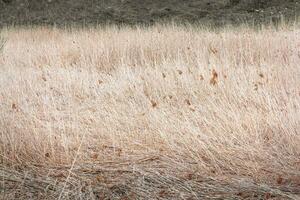 schön Textur von trocken hoch Gras. Nahaufnahme, selektiv Fokus. foto