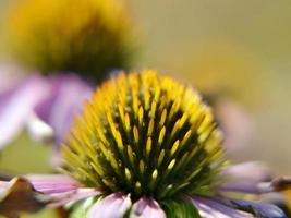 wilde Schönheitsblume mit Nektar, die in der Feldlandschaft blüht foto