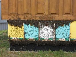 Hintergrund Sechseck Textur, Wachswabe aus einem Bienenstock gefüllt foto