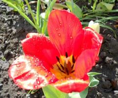 blühende rote Blumentulpe mit grünen Blättern, lebendige Natur foto