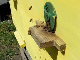 Hintergrund Sechseck Textur, Wachswabe aus einem Bienenstock gefüllt foto