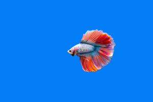 der Kampffisch auf blauem Hintergrund. foto