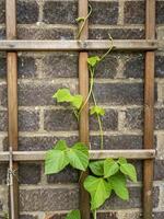 Stangenbohnenpflanze klettert auf ein hölzernes Spalier foto