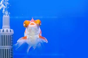 das Goldfisch im das Kabinett auf Blau Hintergrund. foto