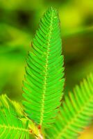 das Mimose pudica Baum Blätter sind unverwechselbar und schöne. foto