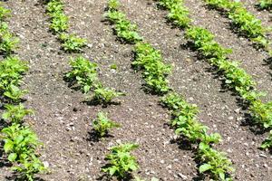 Kartoffeln im Gemüsegarten foto