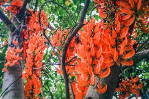 Nahaufnahme von New Guinea Creeper oder Red Jade Vine, orangefarbene Blüten. foto