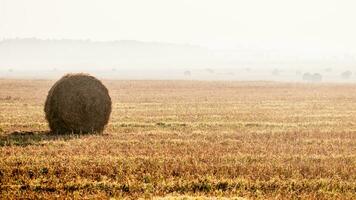 Herbst Morgen, Nebel. Felder mit runden Heuhaufen foto