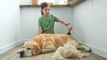 Mädchen Kämmen das Haar von ihr Labrador Hund. Problem Frühling mausern Haustier. foto