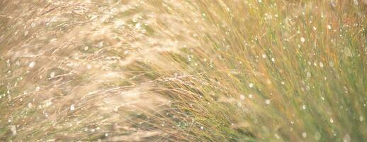 schön natürlich Hintergrund, Gras im Tau foto