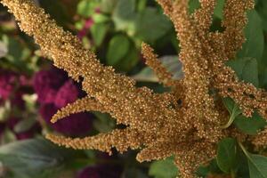 Gelb Amaranth Blumen im ein Sommer- Grün Garten. Amaranthus. Sommer- Blumen. foto