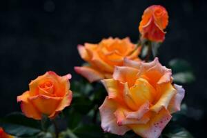 Gelb Tee Rose im ein Sommer- Grün Garten. groß Gelb Blumen im das Rahmen Sonne. foto