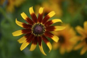 Rudbeckia laciniata. Gelb Rot Blumen auf ein Grün Busch. Sommer- Garten. foto