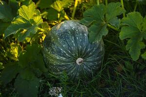 Grün Kürbis im das Garten. Kürbis Obst im das Strahlen von das Rahmen Sonne im Sommer. Gemüse im das Garten. foto