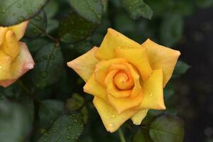 Gelb Rosen im das Garten. ein groß Gelb Blume im das Strahlen von das Sonne. foto