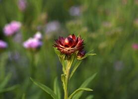 rot immortelle Blume auf ein Grün Hintergrund. Helichrysum Mühle. foto