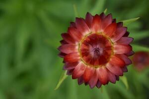 rot immortelle Blume auf ein Grün Hintergrund. Helichrysum Mühle. foto