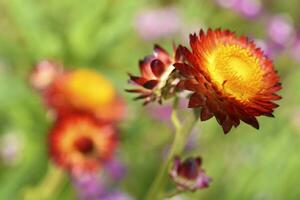 rot und Gelb Blumen auf ein Hintergrund von Grün Laub. Helichrysum orientalisch. schön hell Blumen und Hintergrund verwischen. foto