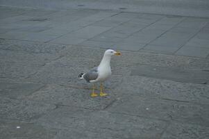 Möwe Vogel Tier foto