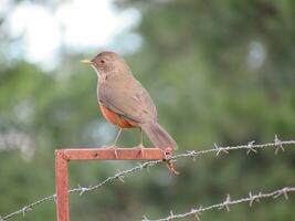 sabia laranjeira nicht ich wissenschaftlich Turdus rufiventris foto