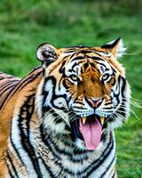 Foto Nahansicht Landschaft Schuss von ein Bengalen Tiger mit Grün Gras