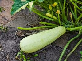 Zucchini wächst auf das Boden im das Garten. ein enorm Zucchini gewachsen im das Garten zu Extrakt Saat zum Pflanzen. foto