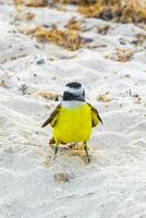 große kiskadee gelbe vogelvögel, die sargazo am strand mexiko essen. foto