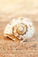 Weiß Muschel Schale auf sandig Strand. reisen, sich ausruhen im heiß Länder. Vertikale. Kopieren Raum foto