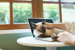 Frau Arbeiten von Zuhause mit Katze. Katze schlafend auf das Laptop Klaviatur. Assistent Katze Arbeiten beim Laptop foto