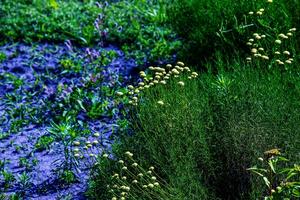 Cancrinia ohne Blütenblätter. Gelb Blumen auf ein Hintergrund von Grün Gras. Cancrinia Chrysocephala. foto