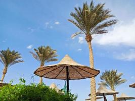 Strohschirm und hohe Palmen in Hurghada, Ägypten foto