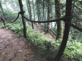 schöner Wald des Kaukasus im Nebel. Russland foto