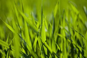 Feld mit grünem Gras foto