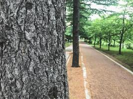 großer Baum und ein Wanderweg in einem Park, Südkorea foto