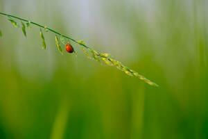 Marienkäfer auf Blume Grün verschwommen Hintergrund foto