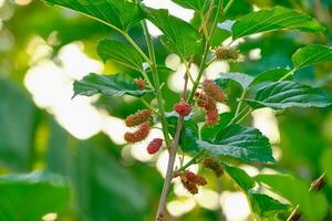 Maulbeere reif auf ein Ast Maulbeeren foto