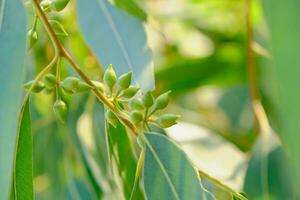 Eukalyptus Blätter Frühling wachsen natürlich. Eukalyptus Baum schnell wachsend. foto